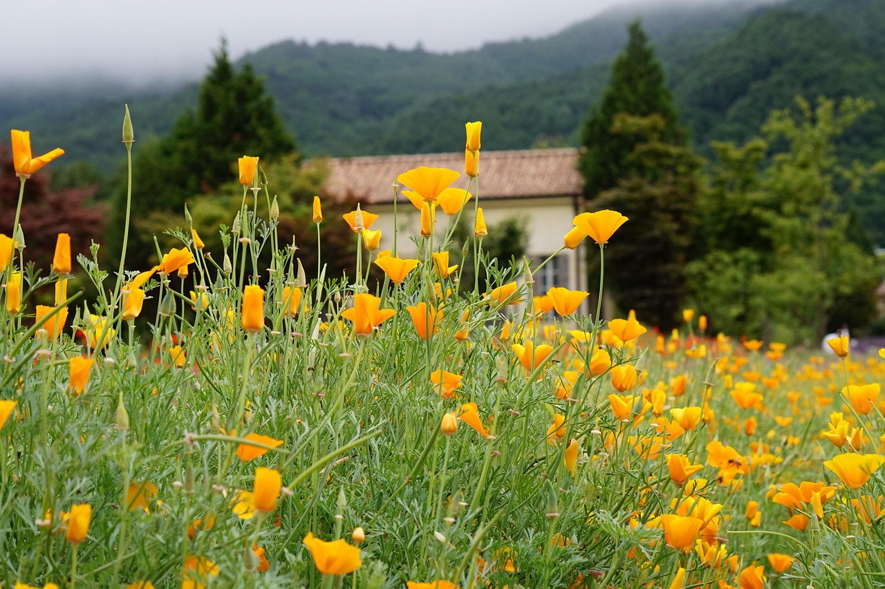 火炬之光（国服）：农商银行对公账号注册网银